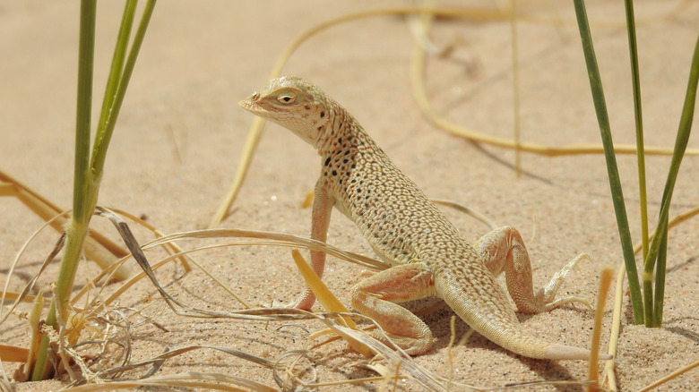 A Mojave fringe-toed lizard peers at the camera