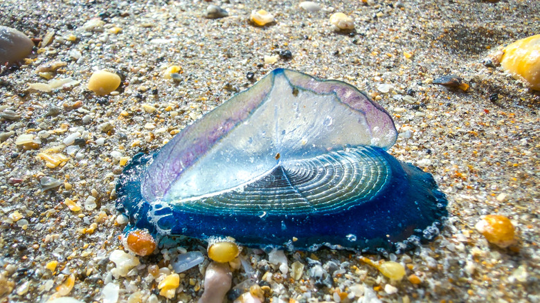 Closeup of a blue Velella on the beach