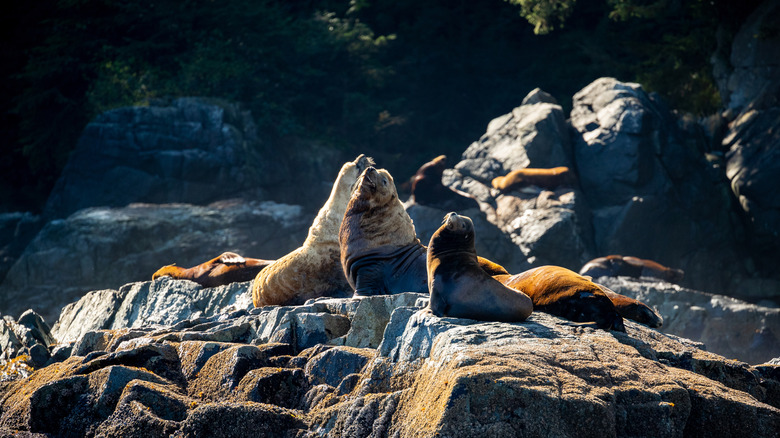 sea lions basking on the coastline at Ucluelet British Colombia
