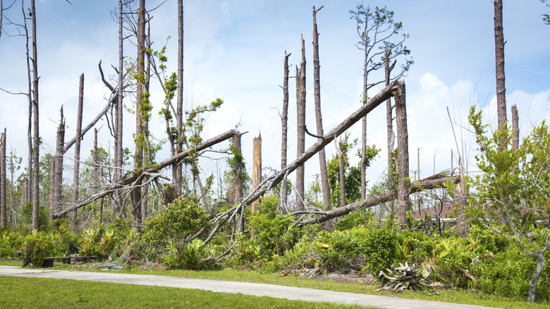 a stand of trees in Florida broken by a storm