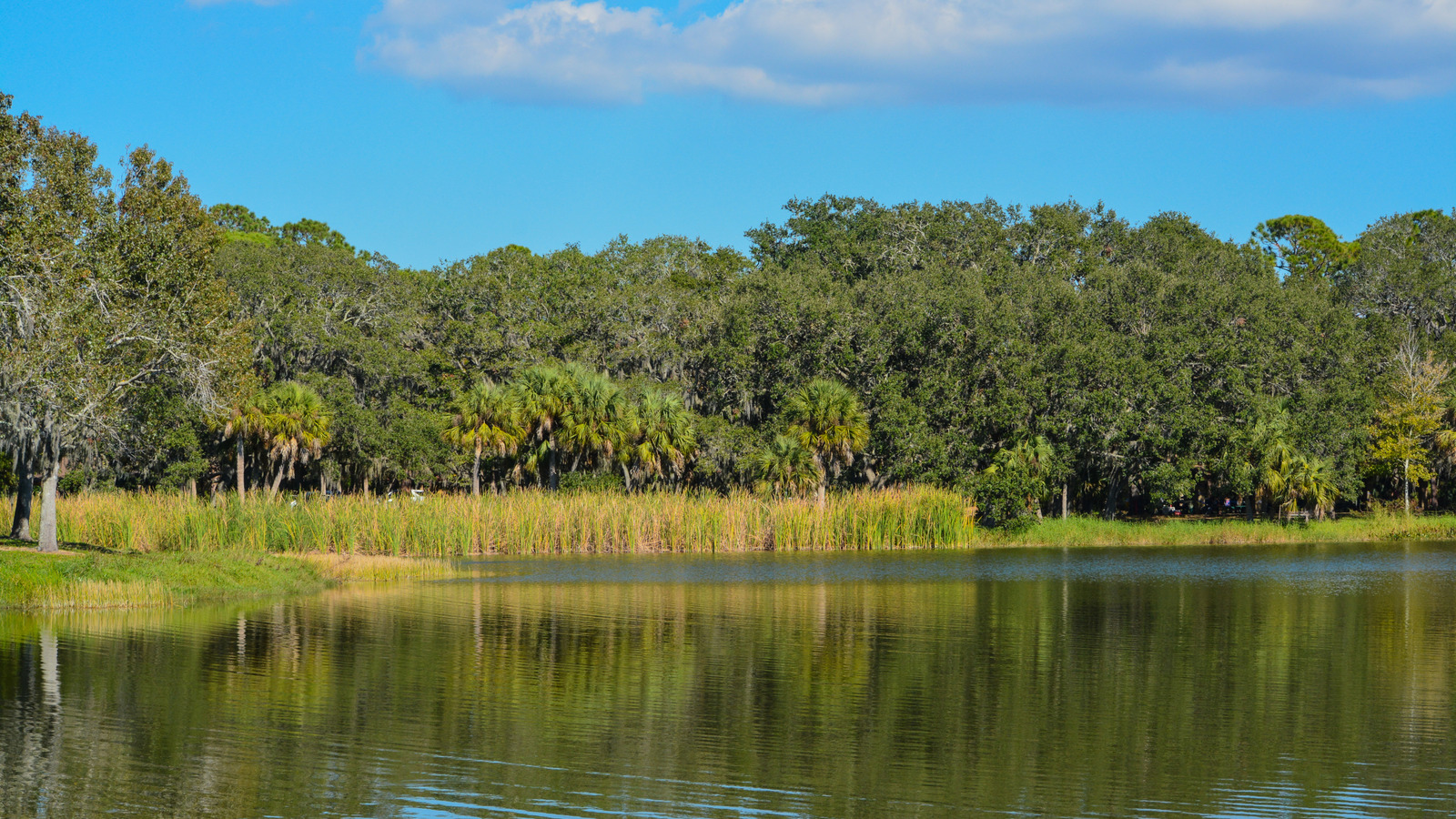 Florida's Hidden State Park Boasts Shimmering Lake Views, Camping, Trails, And Wildlife

