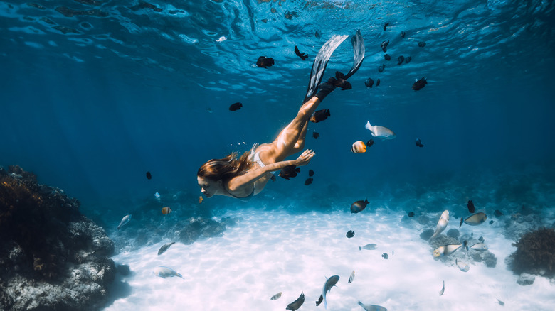 swimming amongst tropical fish around Ni'ihau Island in Hawaii