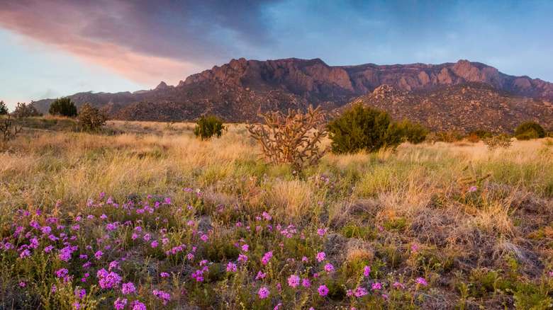 wildflowers and mountains at sunset