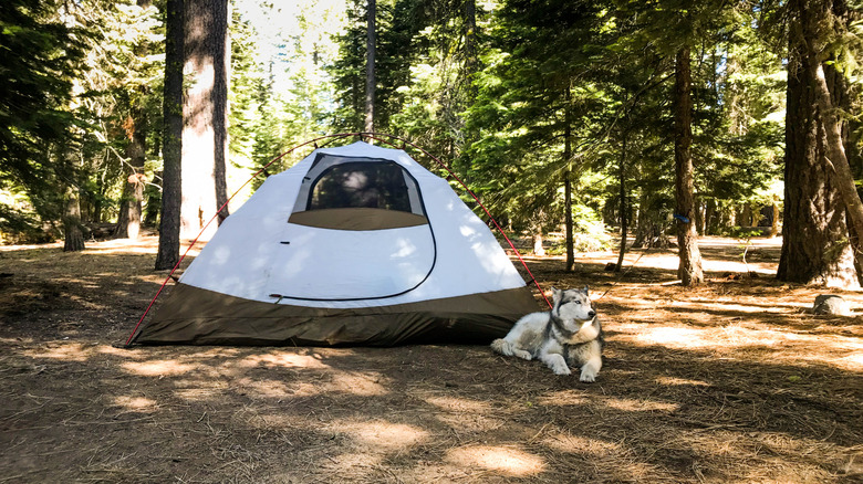 A dog next to a tent in the forest near Lake Tahoe.