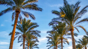 Not Orlando, Not Tampa: This Major Florida City Could Be Getting A Second Airport

