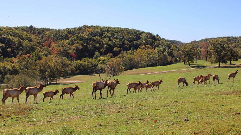 Elk walking in a line through a pasture at Dogwood Canyon Nature Park