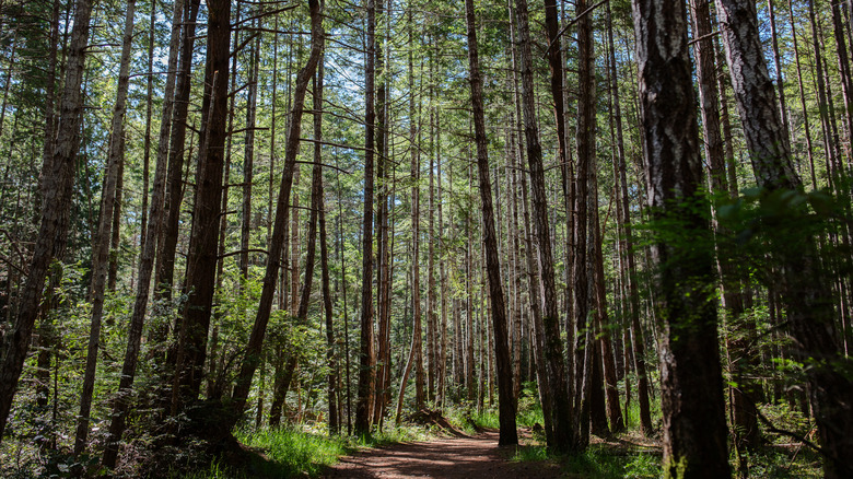 Tall, narrow trees in Helliwell Provincial Park, on Hornby Island