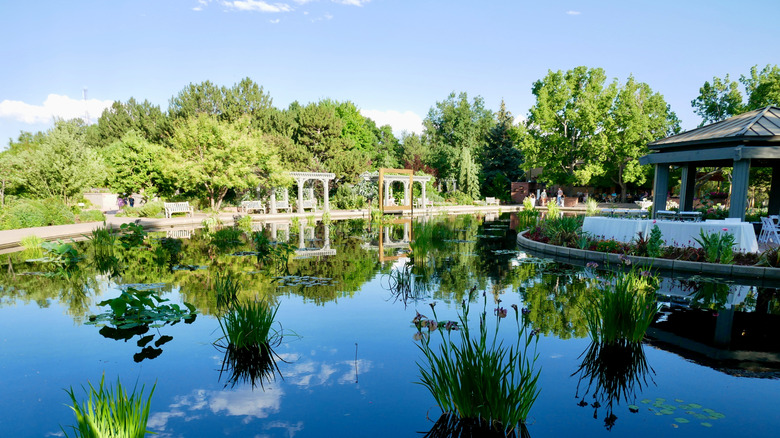A pond with water plants and lotus flowers next to a pavilion at Denver Botanic Gardens.