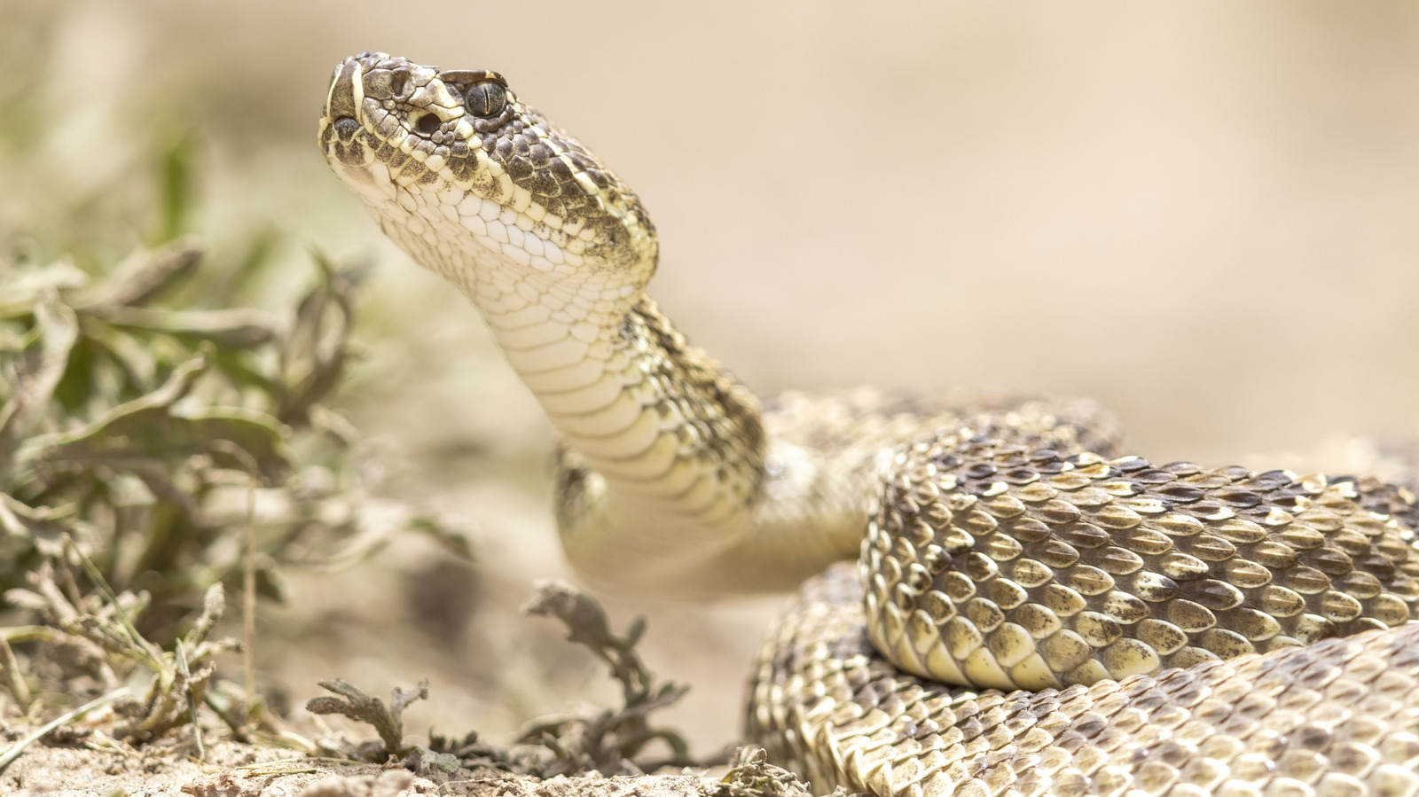 These Are The Only Two US States For Completely Snake-Free Hiking And Camping

