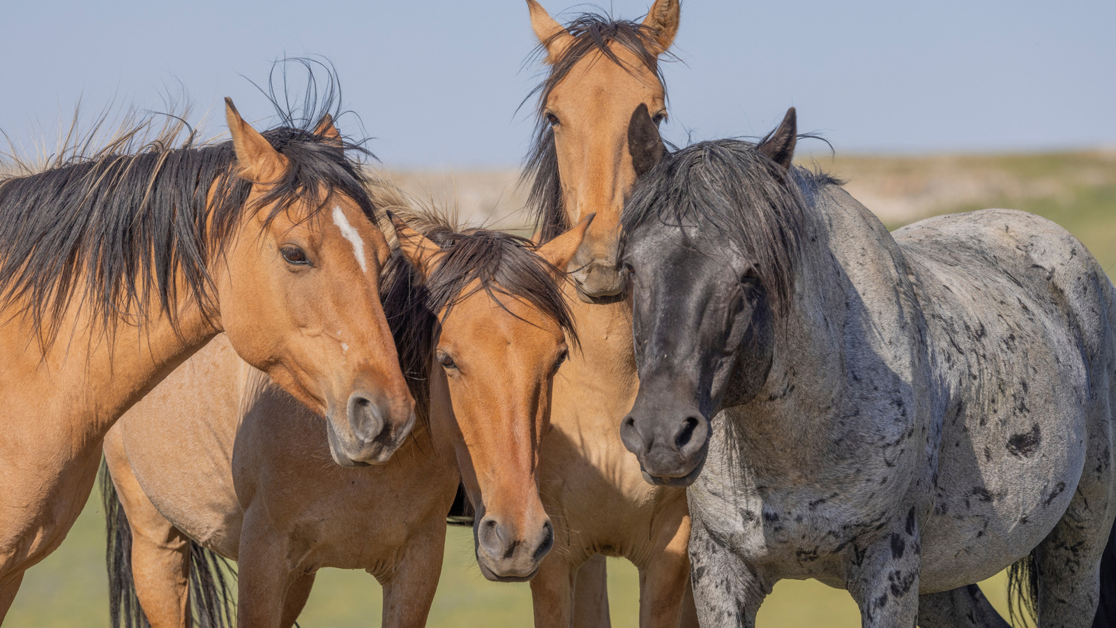 Wild Horses Roam Freely At This Mountain Destination On The Border Of Wyoming And Montana

