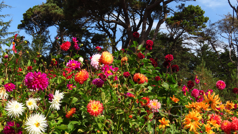 dahlias in bloom at Mendocino Coast Botanical Gardens in California