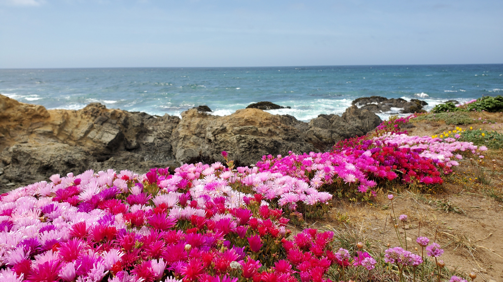 California's Dramatic Coastal Garden Overlooks Ocean Bluffs With Seasonal Blooms & Trails

