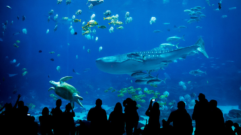 Silhouettes of people at an aquarium looking at fish, a turtle, and a whale shark.