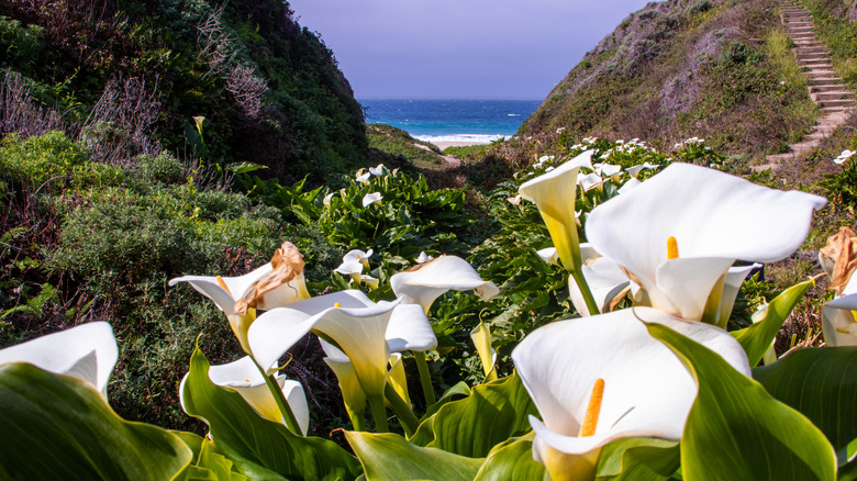 Flowers in the foreground of Calla Lily Valley California landscape with hillside stairs and ocean in the background