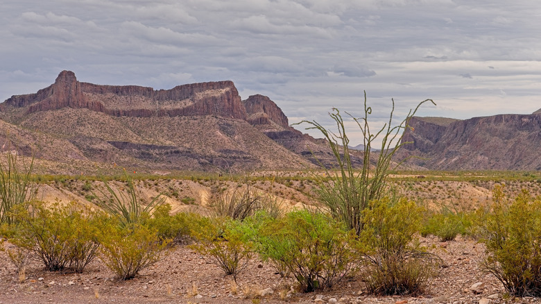 desert grass plants with rocky brown hills in the background