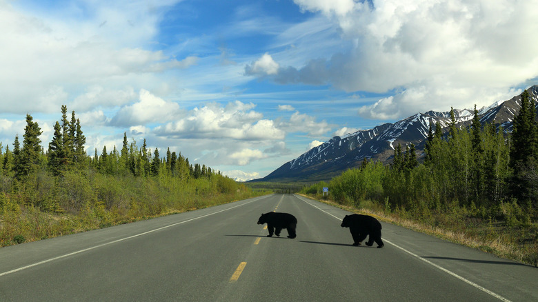 Black bears crossing the Alaskan Highway next to Kluane National Park and Reserve.