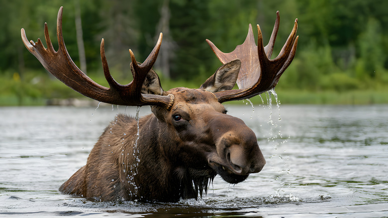 a moose in a river