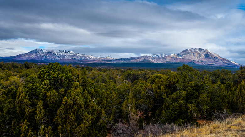Forest with snow-covered mountains in the background