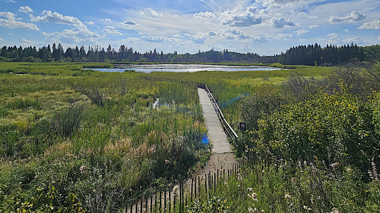 trails through the wetlands in Riding Mountain National Park