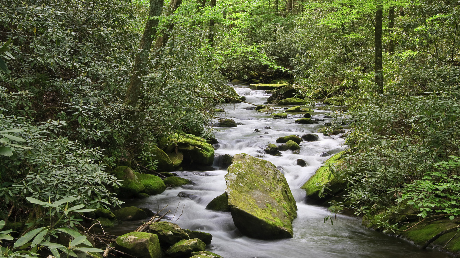 Forget Great Smoky Mountains National Park, This Uncrowded Forest Offers Stunning Hiking

