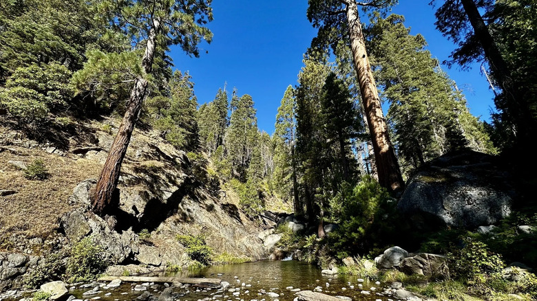 Tall trees and a pond with rocks in Mountain Home Demonstration State Forest