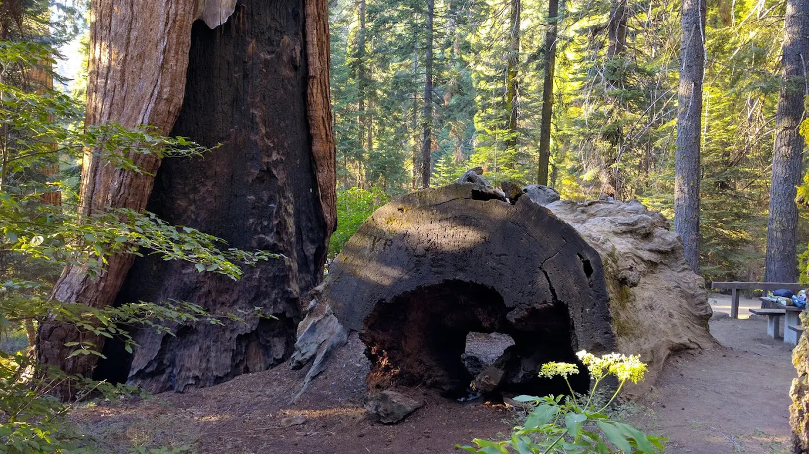 Forget Sequoia National Park, This California Forest Is Just As Epic Without The Crowds


