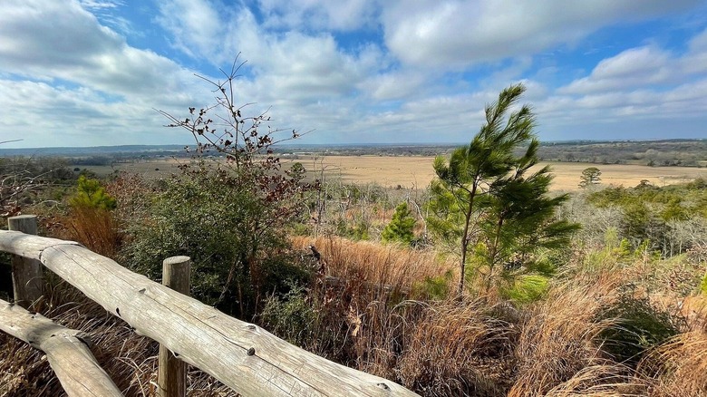 scrub pine trees overlooking a field with a fence in the foreground