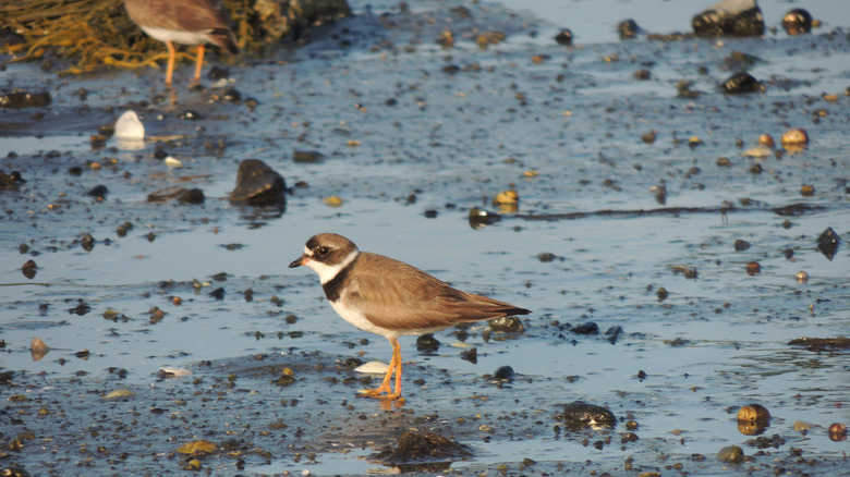 Piping Plover on the beach