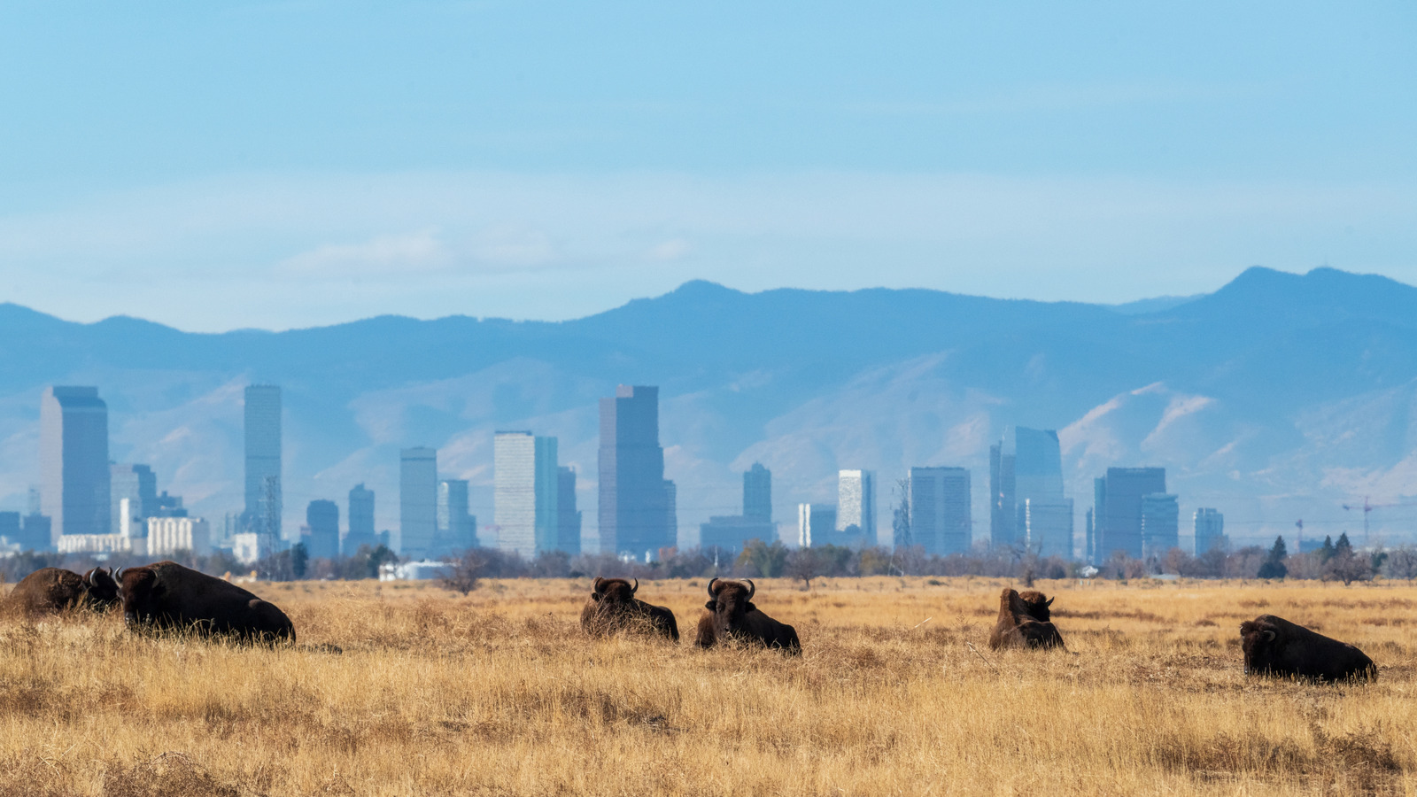 Colorado's Former Weapons Plant Is Now A 15,000-Acre Refuge With A Free 11-Mile Wildlife Drive

