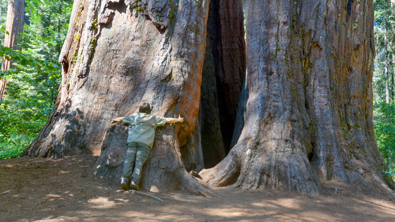 Forget Yosemite, Visit California's Lesser-Known Park With Giant Sequoia Groves And Forest Trails

