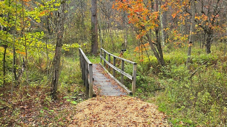 trail and boardwalk in a forest with fall colors in Chapman State park